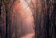 环球体育:林高远/林诗栋无缘WTT福冈总决赛男双四强@新华社.